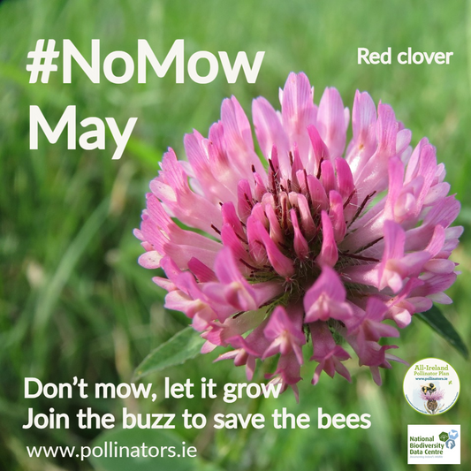 Save the Bees: NoMow May!