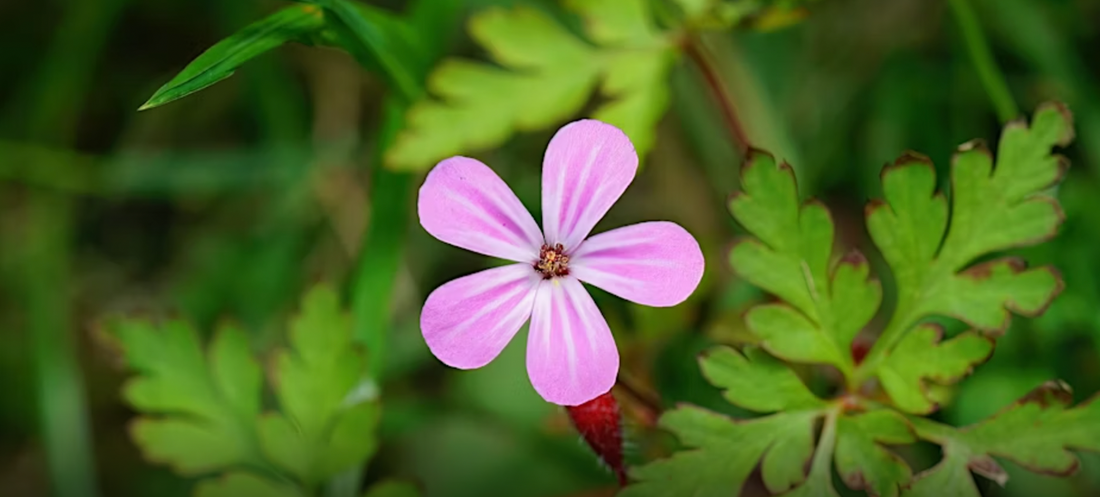 Upcoming Workshop: Become a Citizen Scientist in Cork City