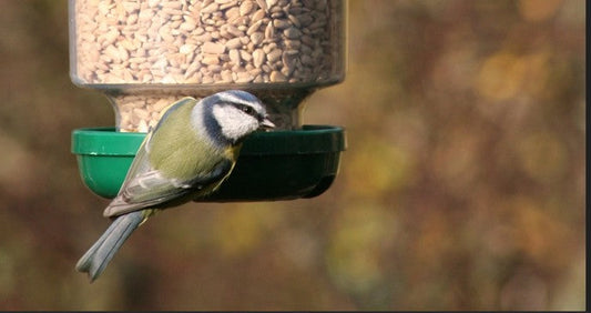 New advice about feeding garden birds in Ireland